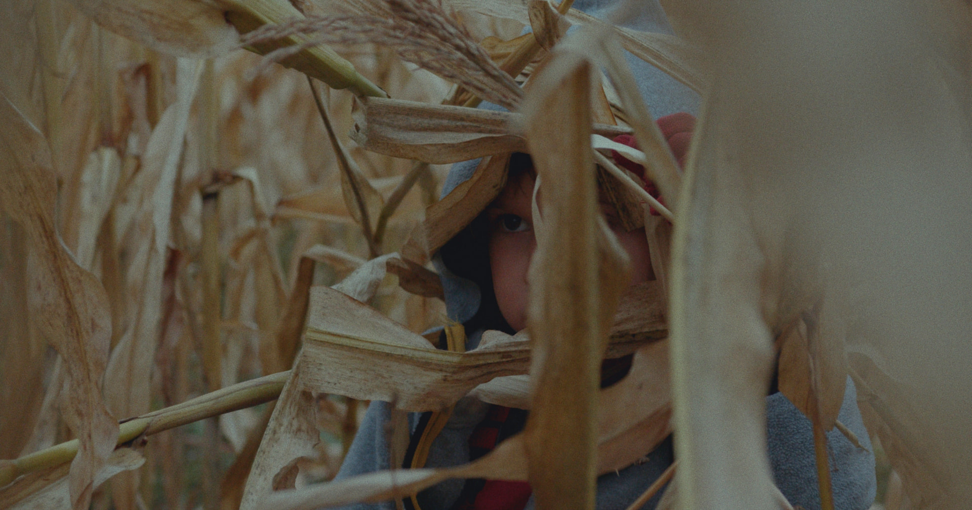 FOREST still 1
